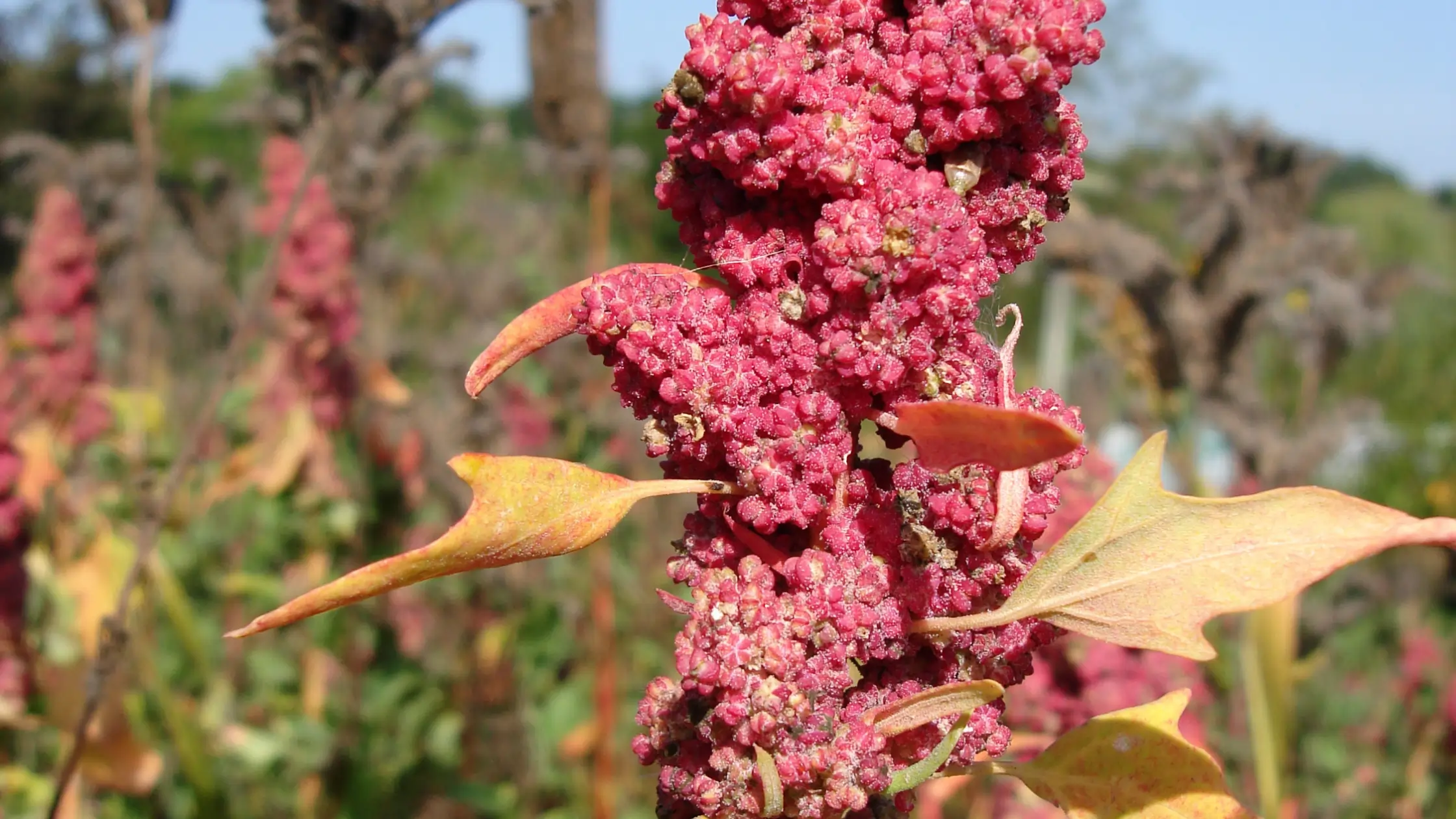 Hair Superfoods: 10 Reasons why you should eat quinoa