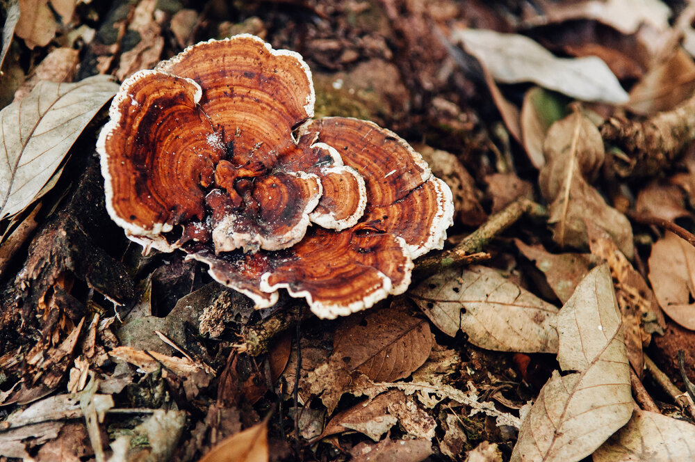 Reishi mushroom