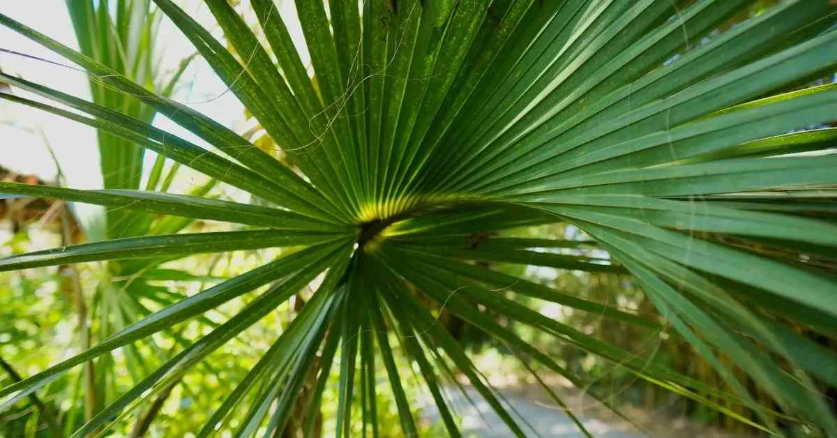 Saw Palmetto: A Closer Look at its Role in Hair Rejuvenation and Overall Wellness