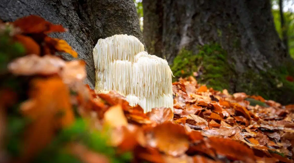 Lion's Mane Closeup