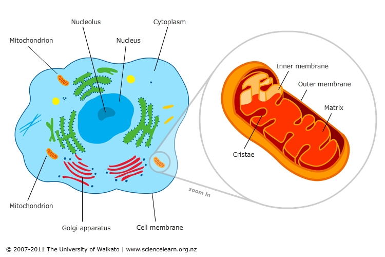 Cell featuring mitochondria