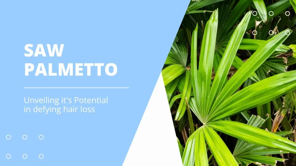 Saw Palmetto