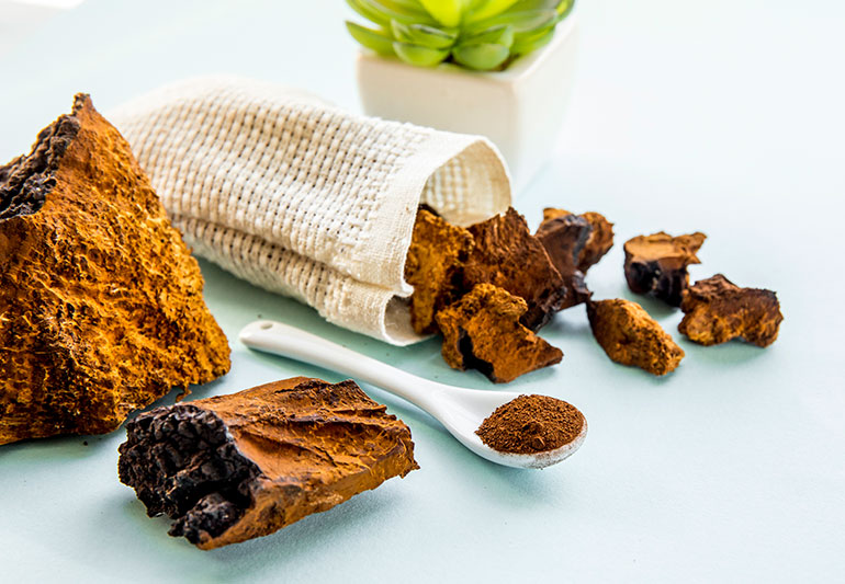 chaga mushroom
