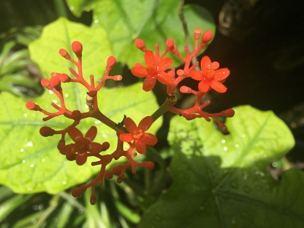 ginseng