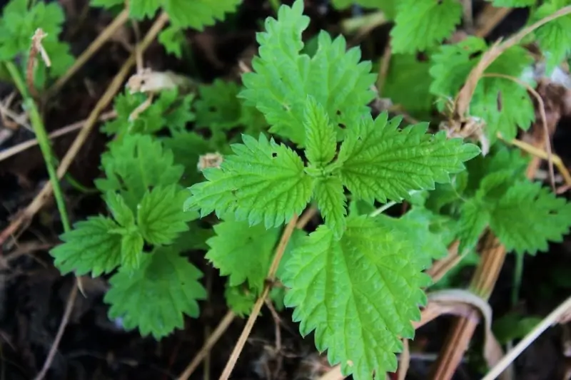 stinging nettle leaves