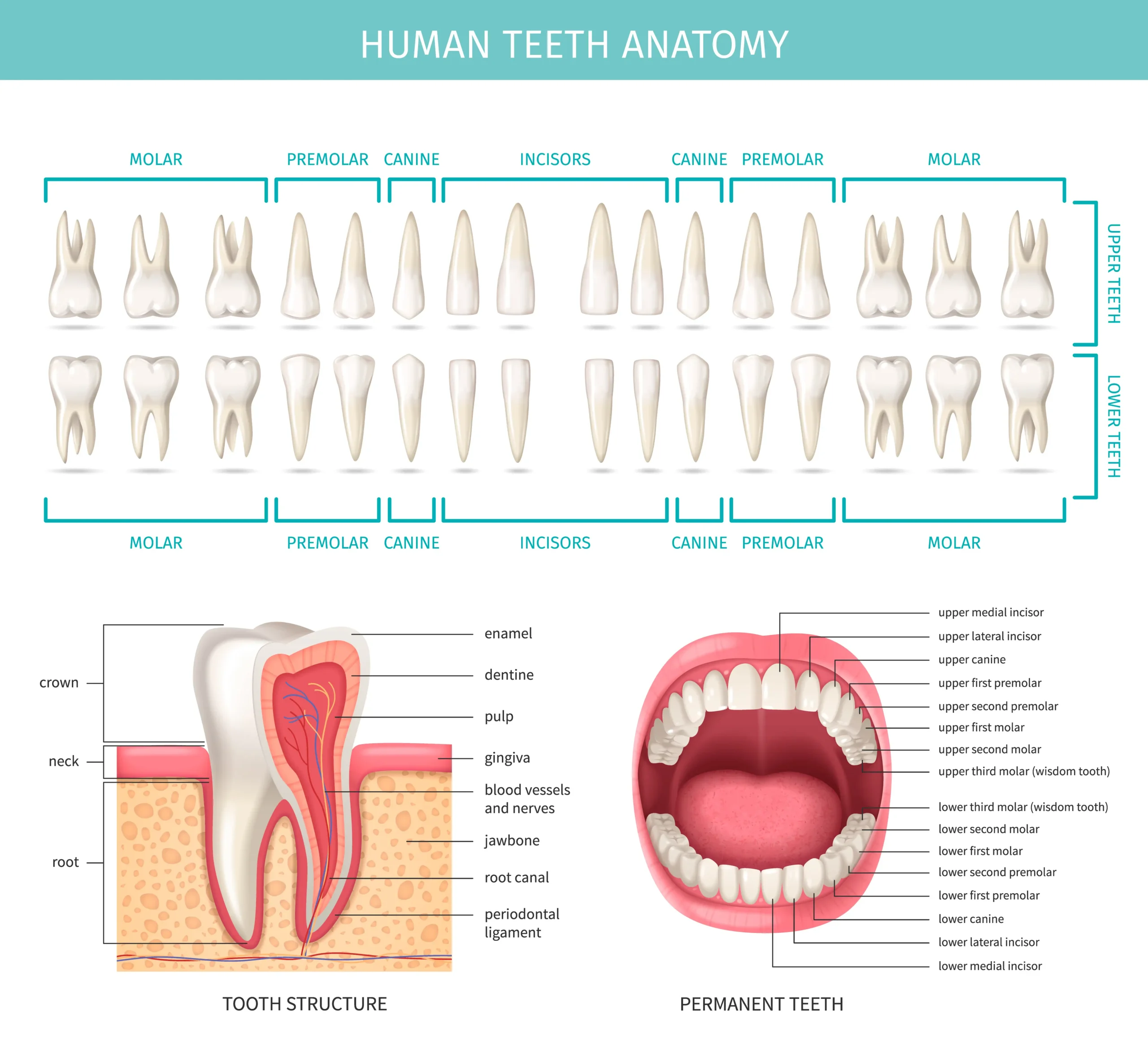 Teeth Names: Complete Guide to Types of Teeth and Their Functions